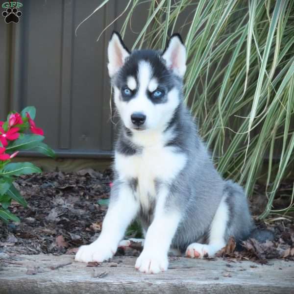 Duke, Siberian Husky Puppy